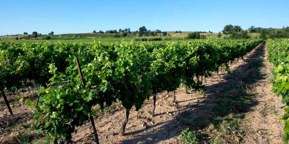 Valorisation des ceps de vignes à Trouillas — 1