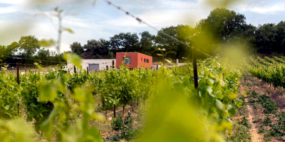 Valorisation des ceps de vignes à Trouillas — 2