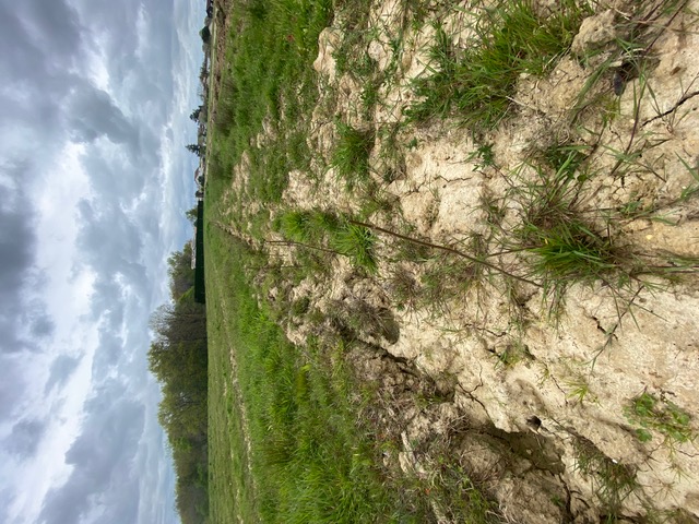 Création de 3,1 hectares de forêts à Berthez — 2