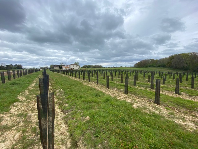 Création de 3,1 hectares de forêts à Berthez