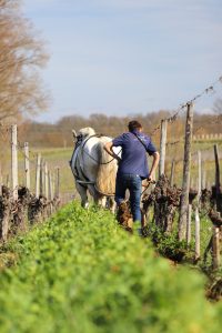 Valorisation énergétique de ceps de vignes à Saint-Etienne-de-Lisse — 1