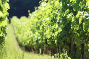 Valorisation énergétique de ceps de vignes à Saint-Etienne-de-Lisse