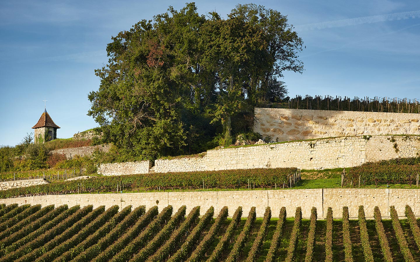 Using vines as biomass fuel in Saint-Emilion