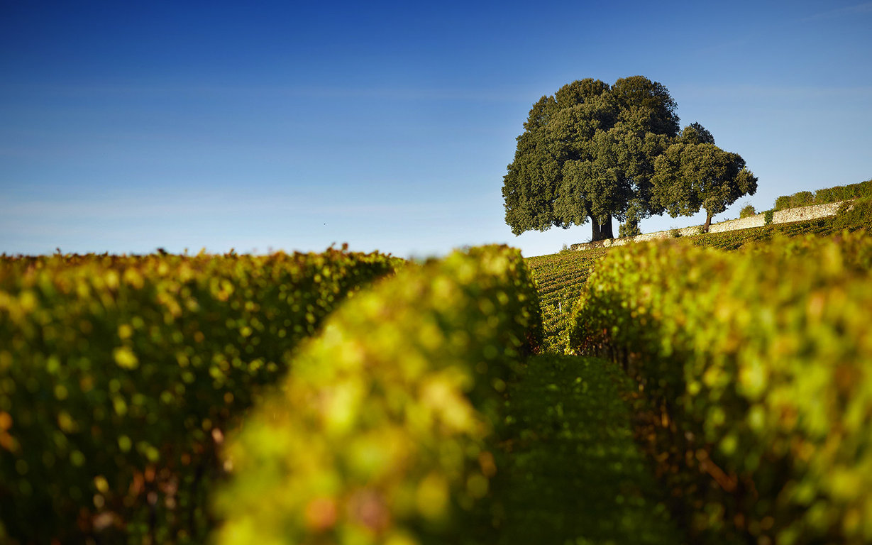 Using vines as biomass fuel in Saint-Emilion — 1