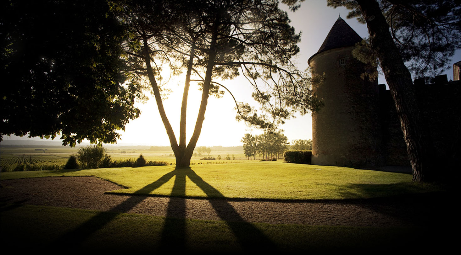  Valorisation énergétique de ceps de vignes à Sauternes