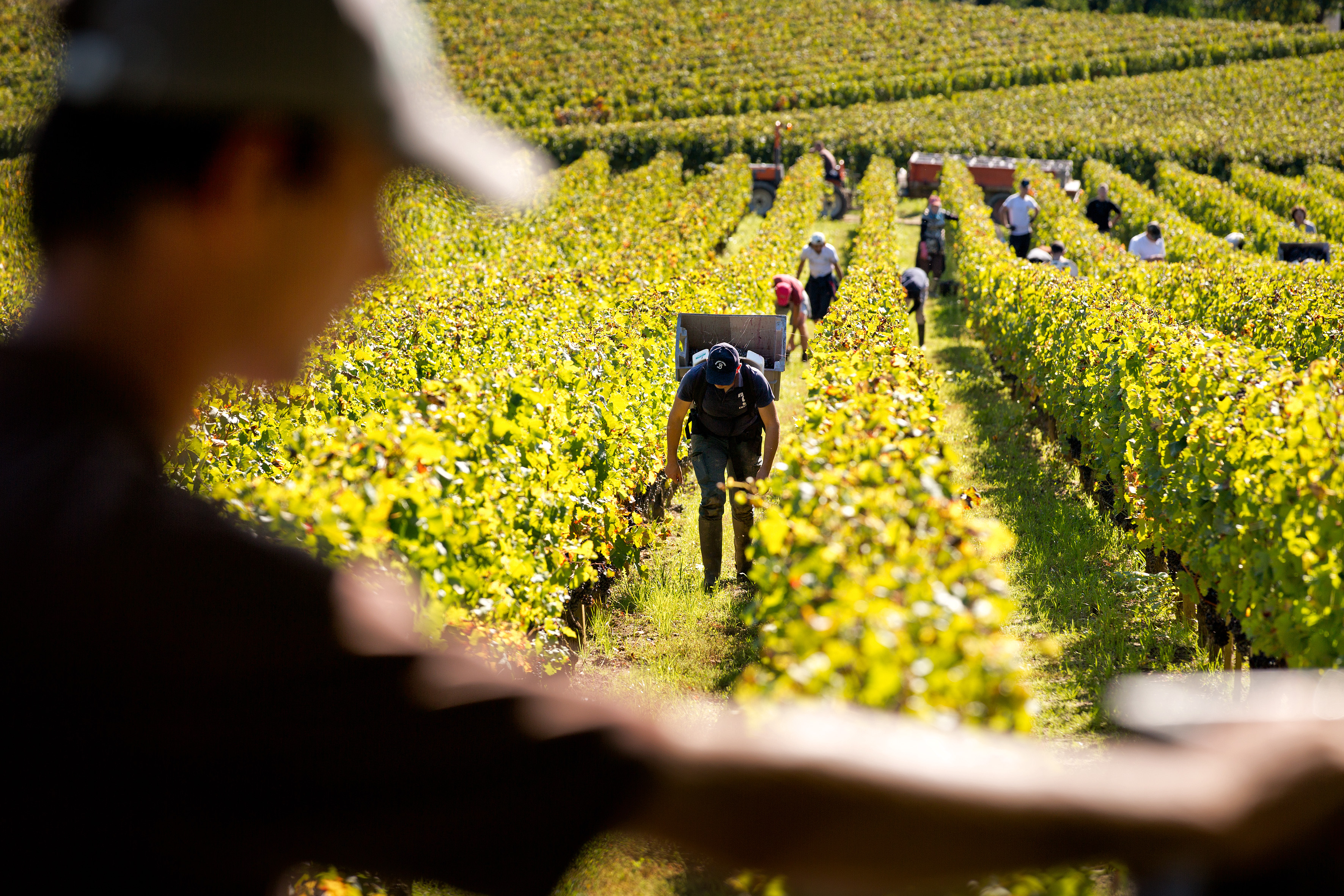 Using vines as biomass fuel in Saint-Emilion