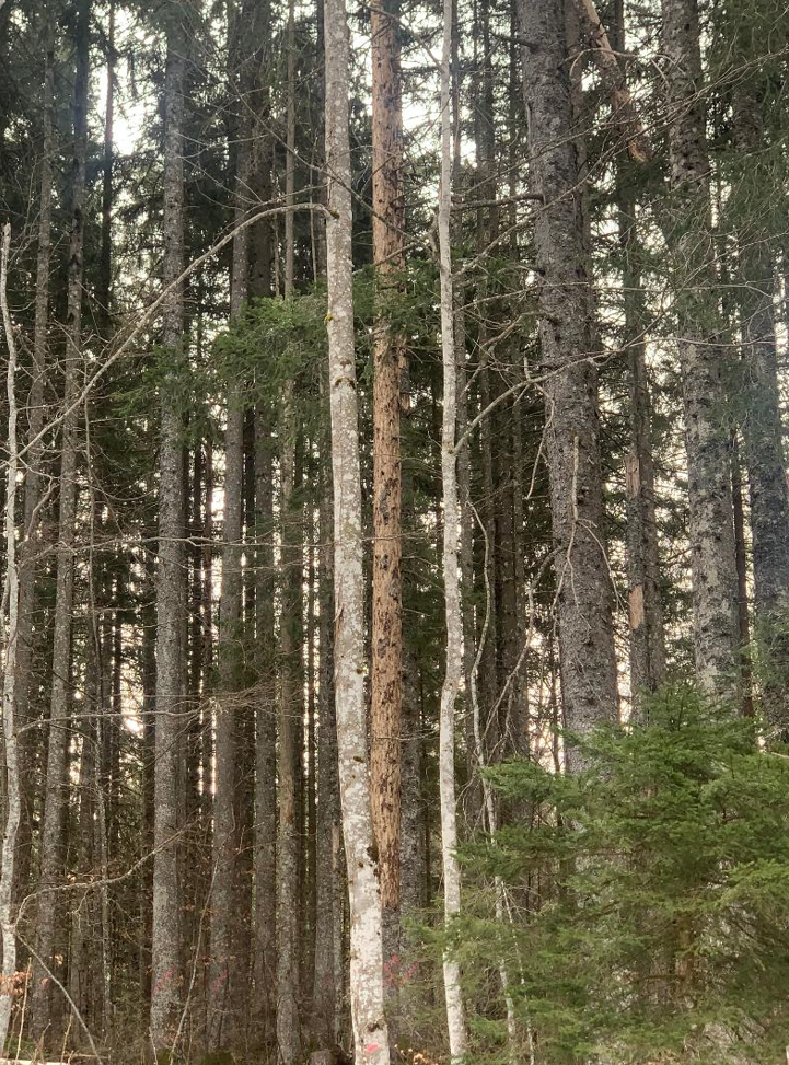 Reboisement diversifié à Longchaumois dans le Jura — 2