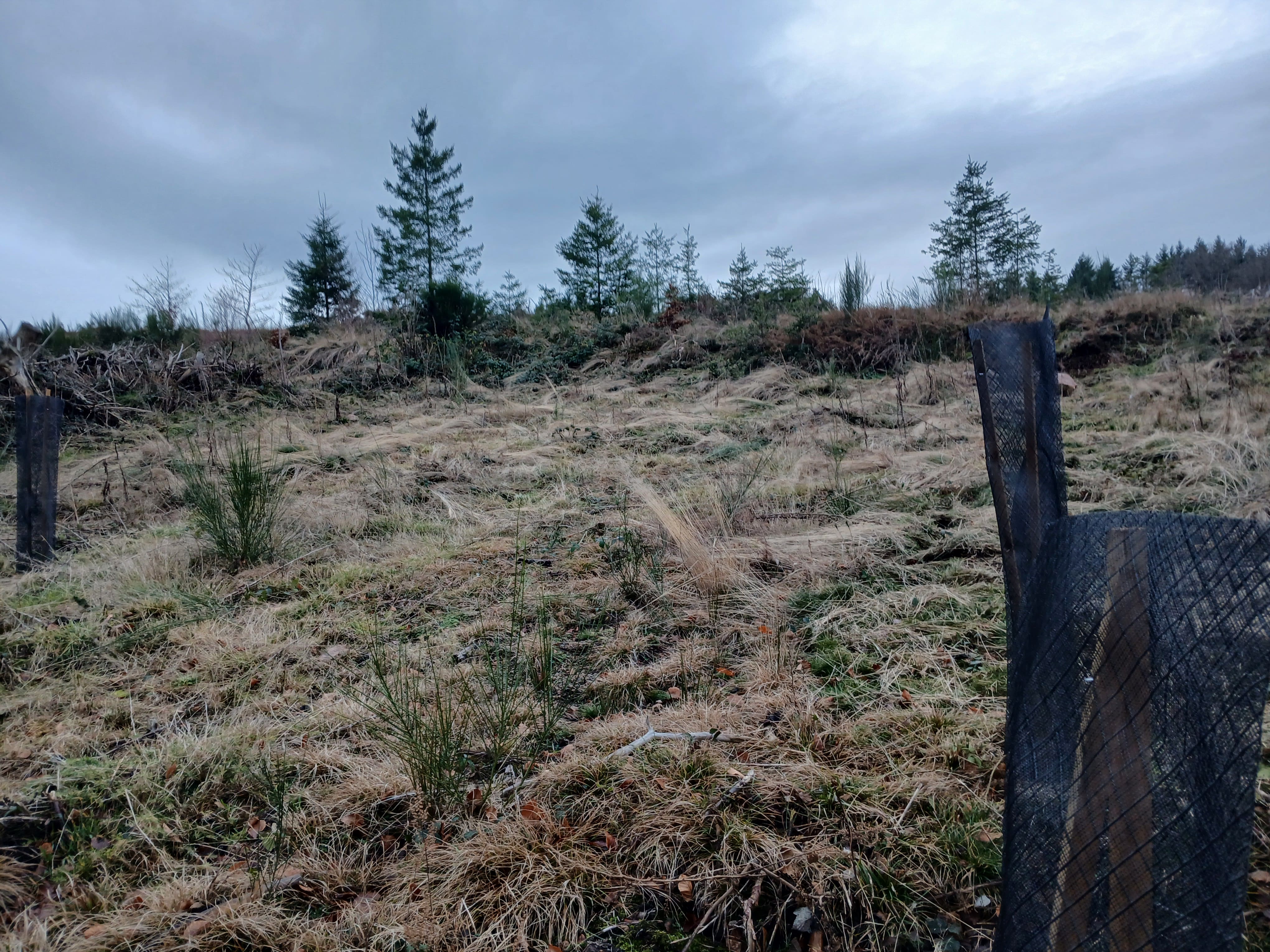 Reforestation of 3.7 hectares of a stand attacked by bark beetles in Nièvre