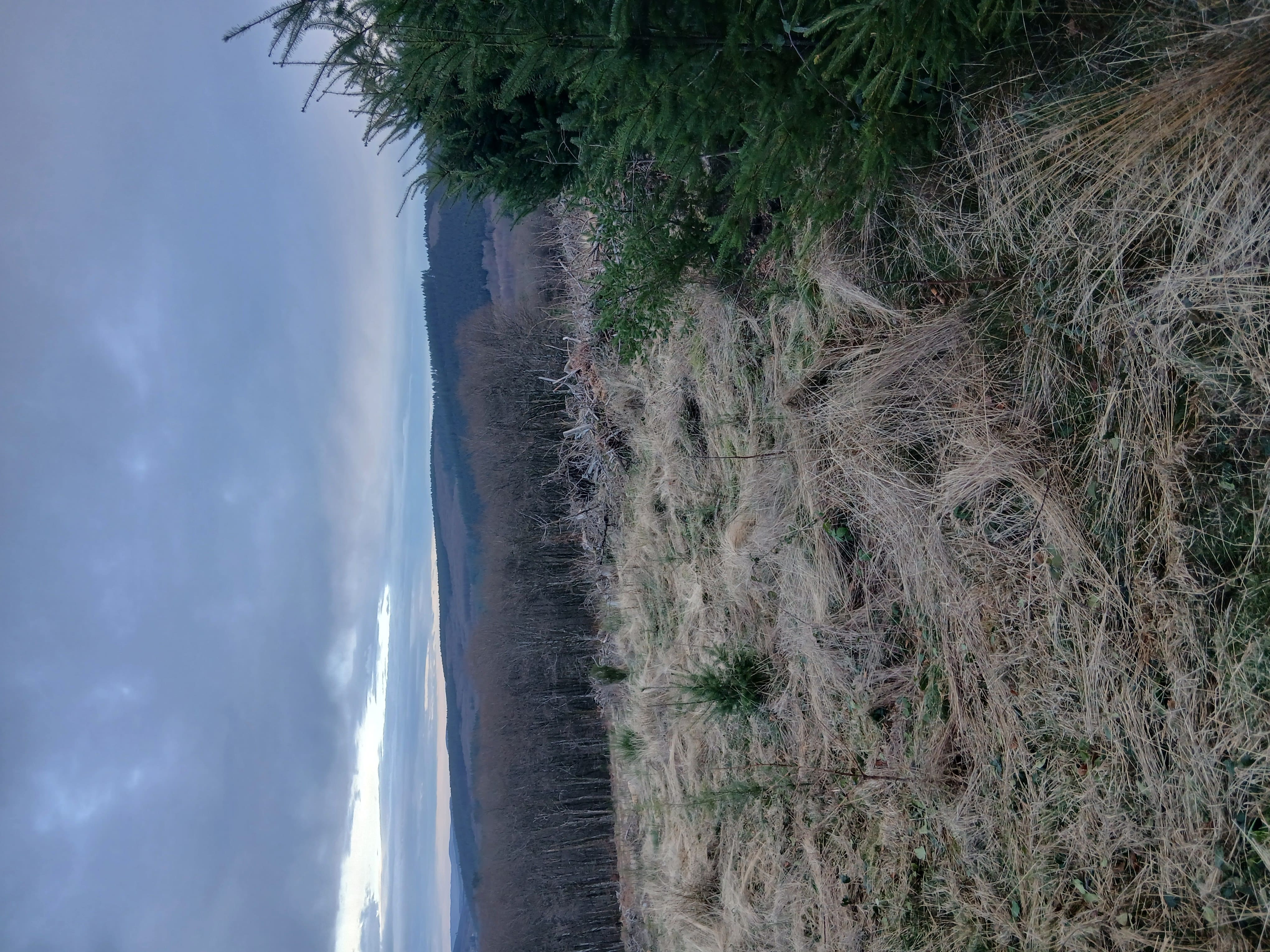 Reforestation of 3.7 hectares of a stand attacked by bark beetles in Nièvre — 2