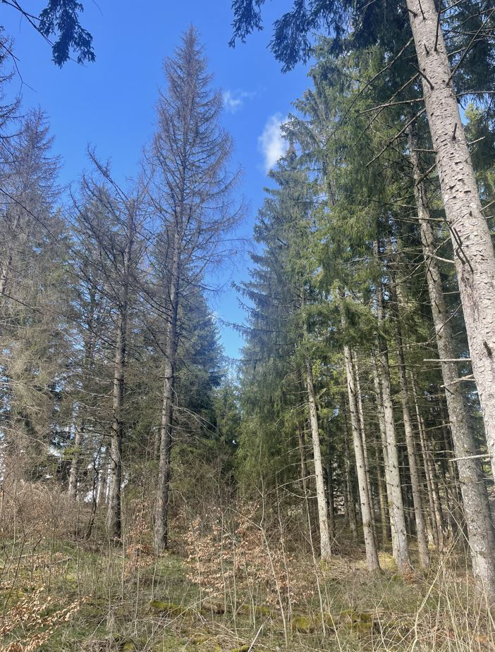 Reboisement de 7,9 hectares d'un peuplement attaqué par le scolyte dans l'Ain — 1