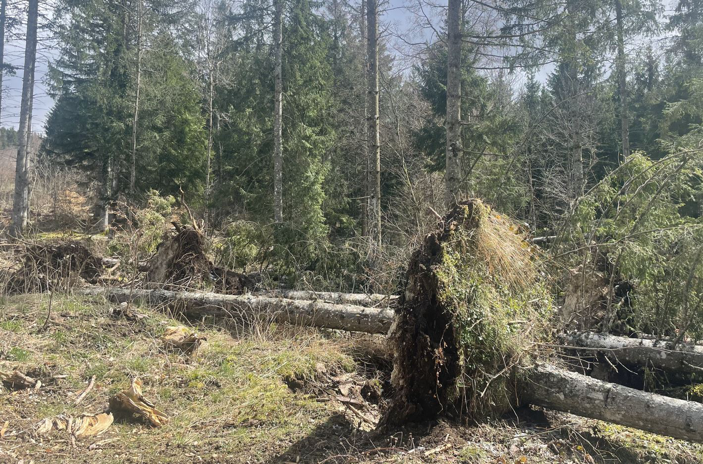 Reboisement de 7,9 hectares d'un peuplement attaqué par le scolyte dans l'Ain