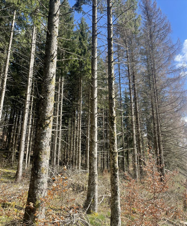 Reboisement de 7,9 hectares d'un peuplement attaqué par le scolyte dans l'Ain — 2