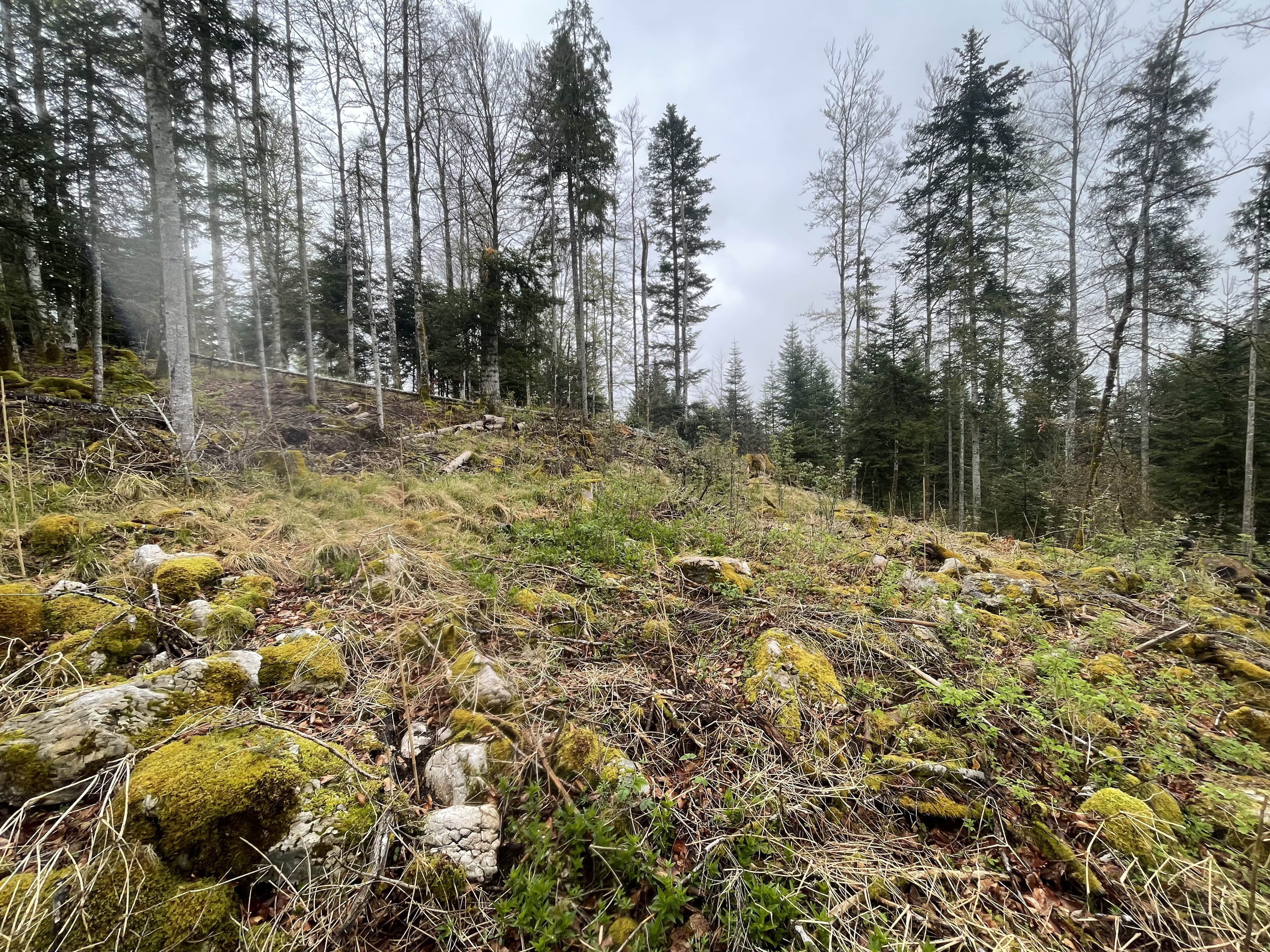 Reforestation of a decaying forest at the Lac des Rouges Truites in the Jura