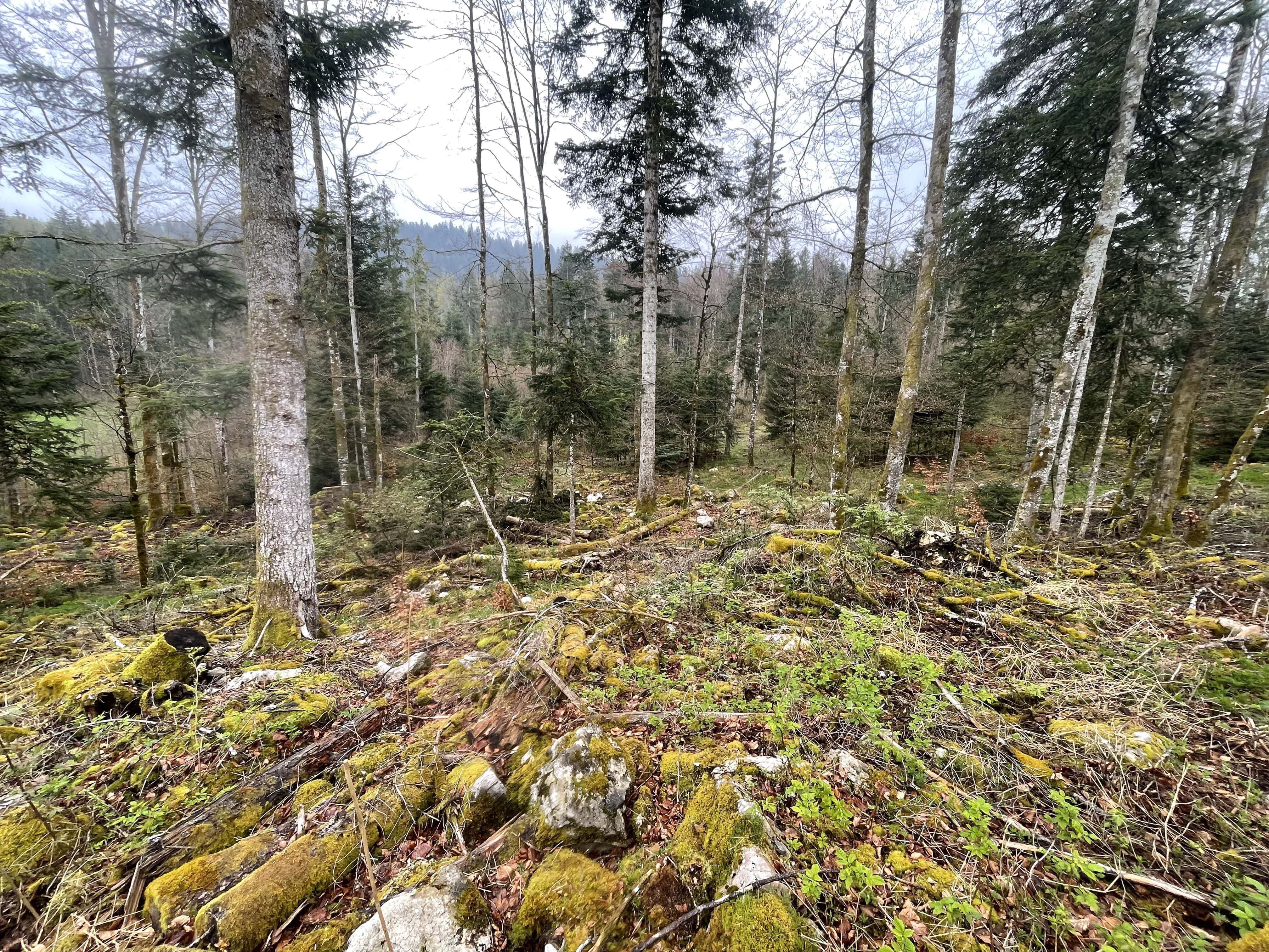 Reforestation of a decaying forest at the Lac des Rouges Truites in the Jura — 1