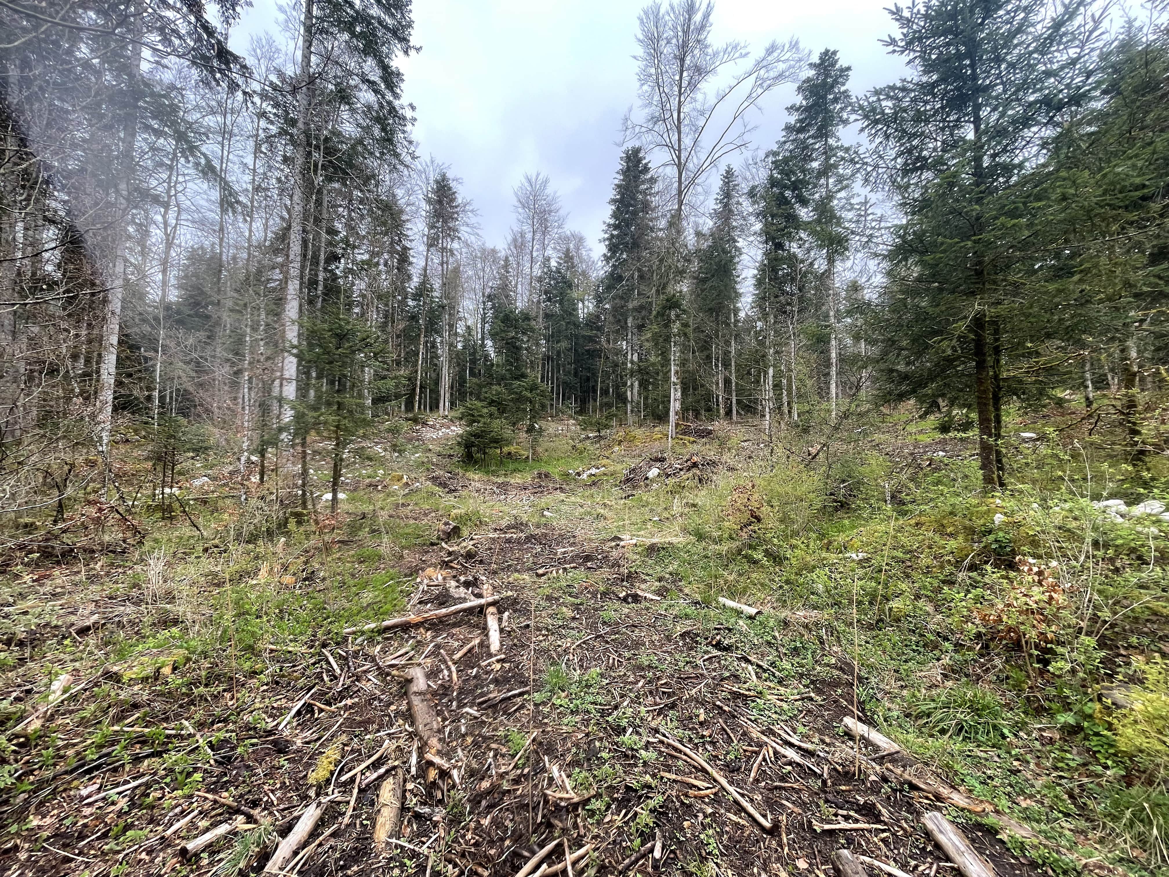Reforestation of a decaying forest at the Lac des Rouges Truites in the Jura — 2