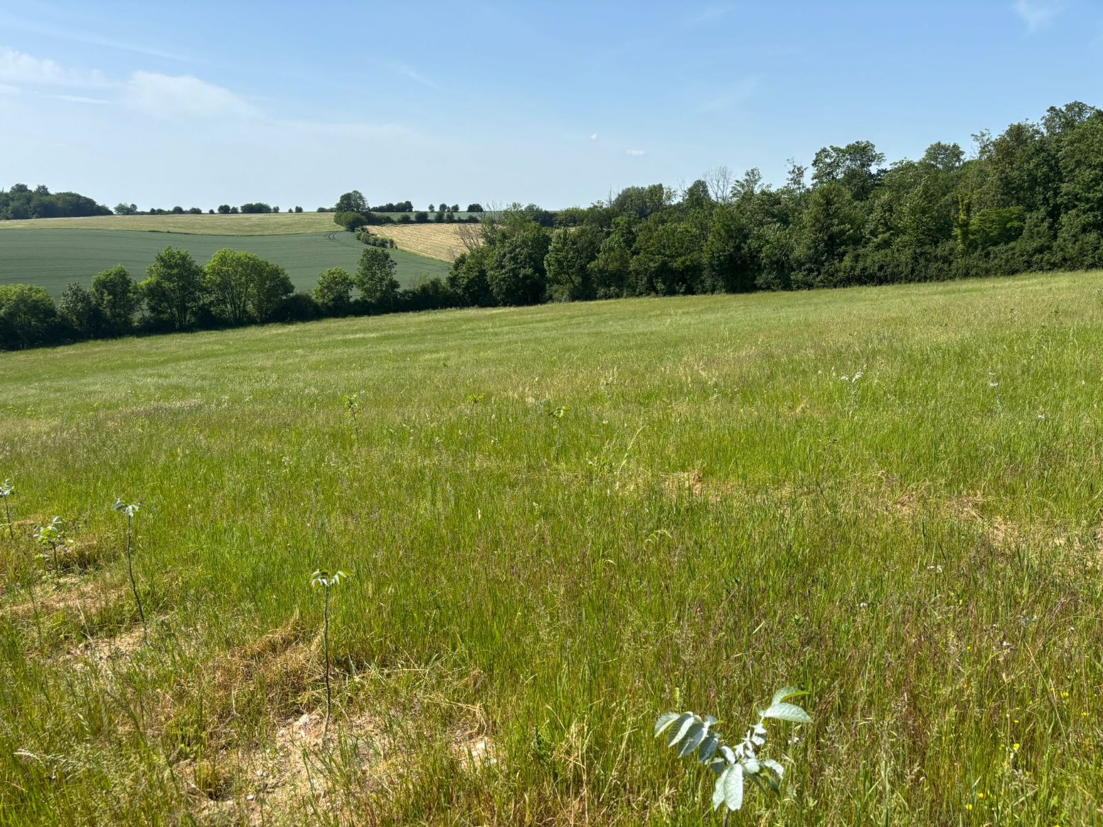 Extension de forêts à Auxi-le-Château — 1