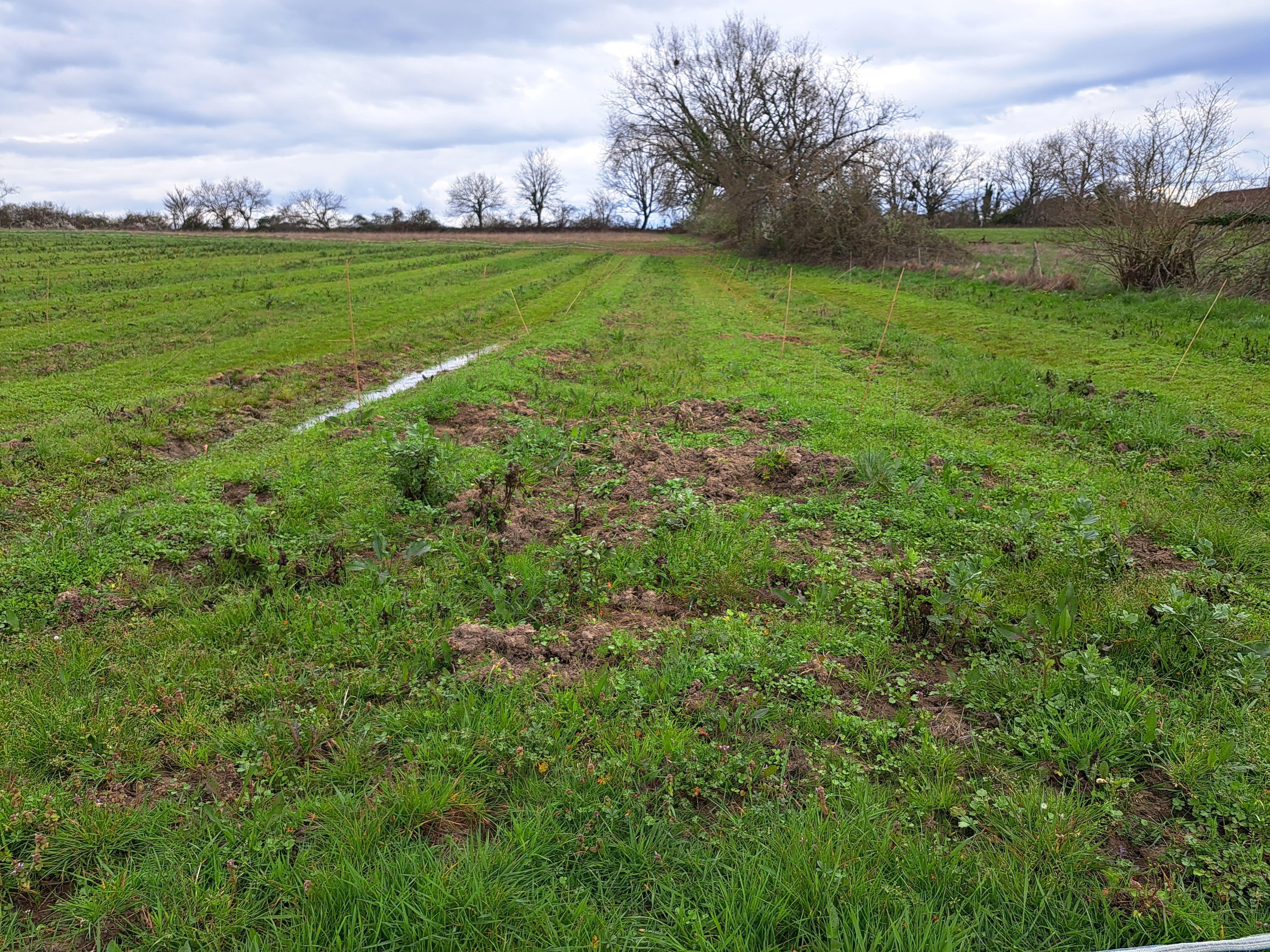 Création d'une forêt de 1,74 hectare à Casteljaloux