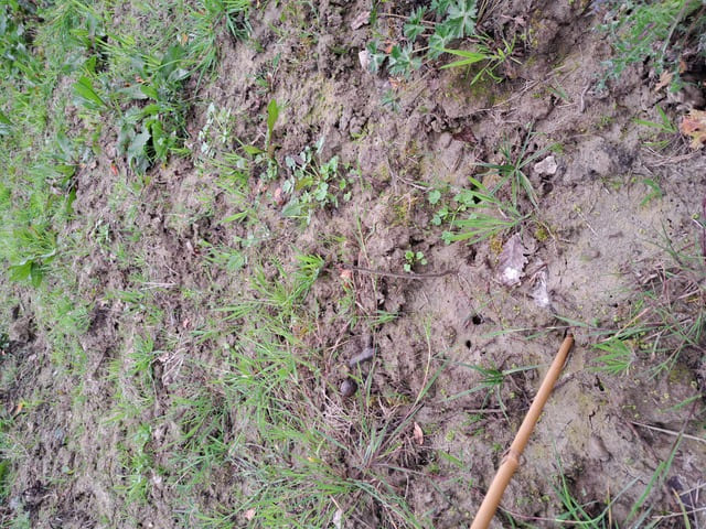Création d'une forêt de 1,74 hectare à Casteljaloux — 1