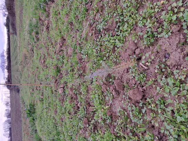 Création d'une forêt de 1,74 hectare à Casteljaloux — 2