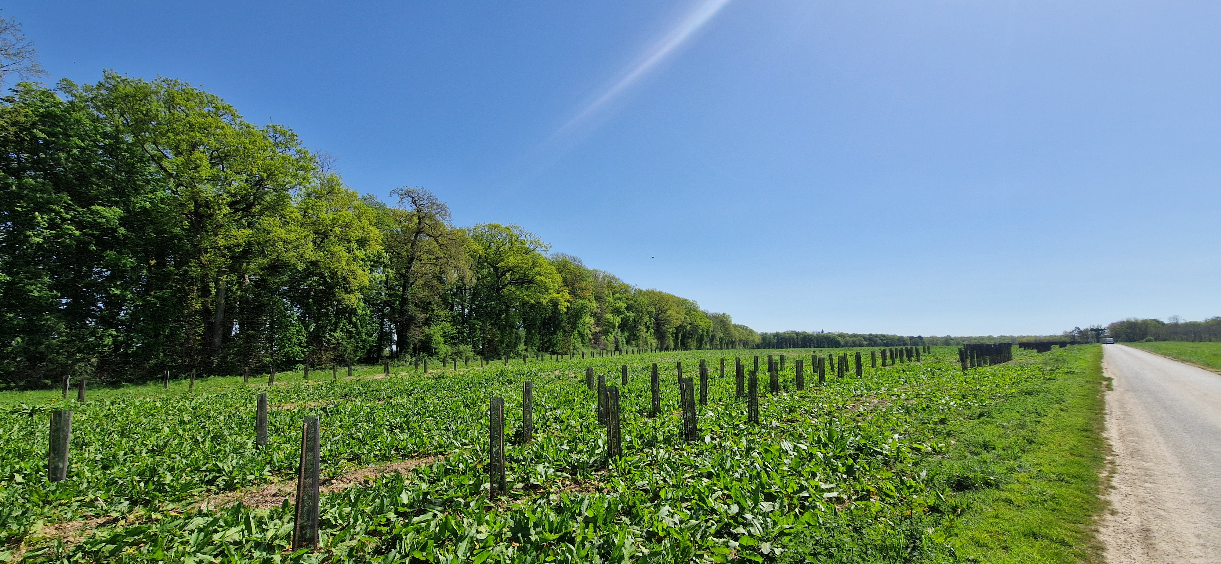 Création de forêts autour du Château de Baronville — 1