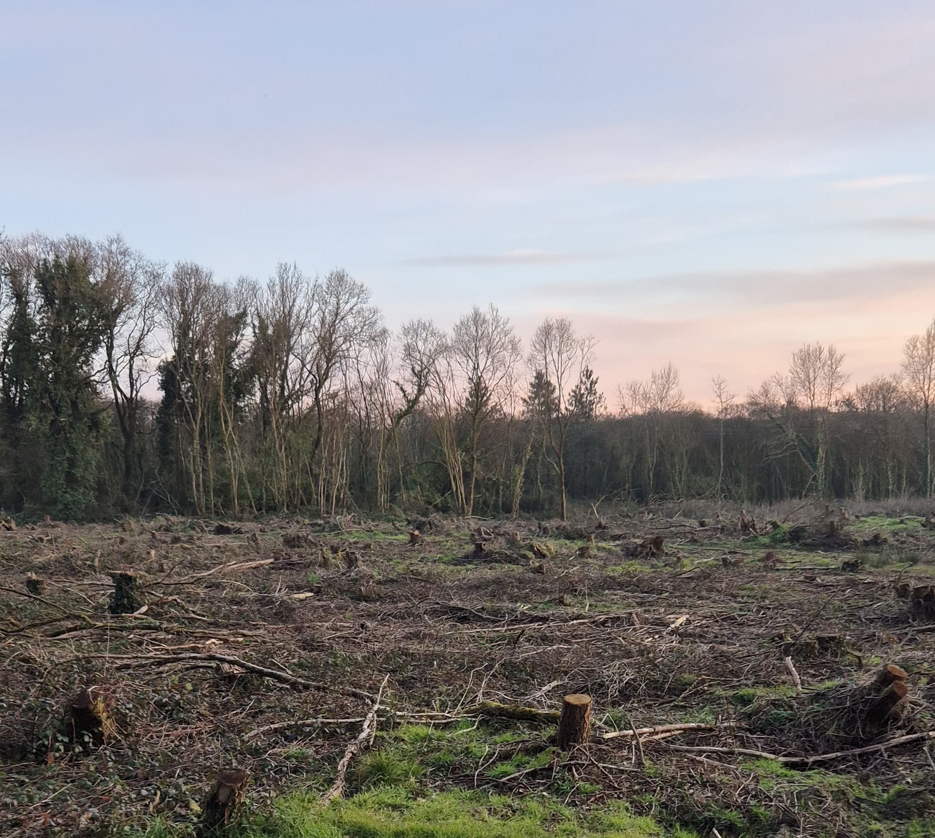 Reboisement après une tempête à Romillé — 1