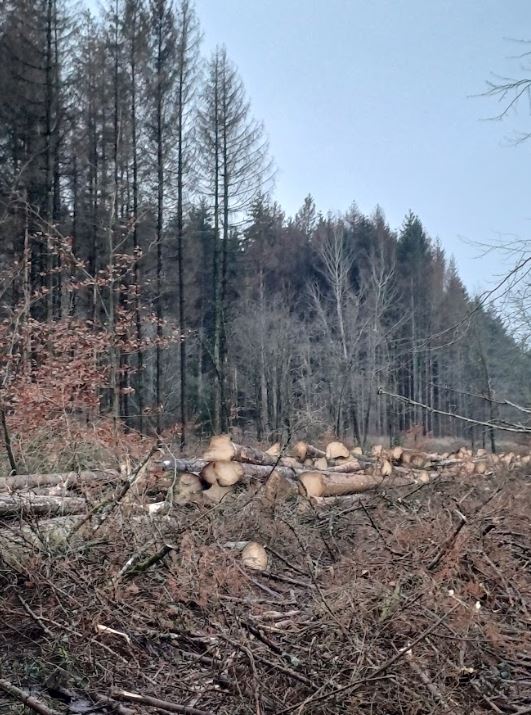 Reboisement diversifié de 21 ha à Dainville-Bertheléville — 1