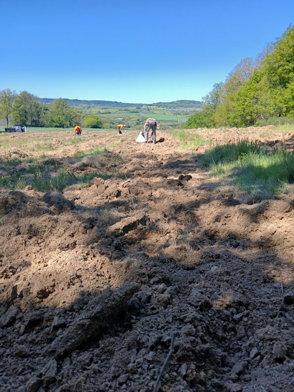 Boisement de parcelles agricoles peu valorisées en Côte d'Or