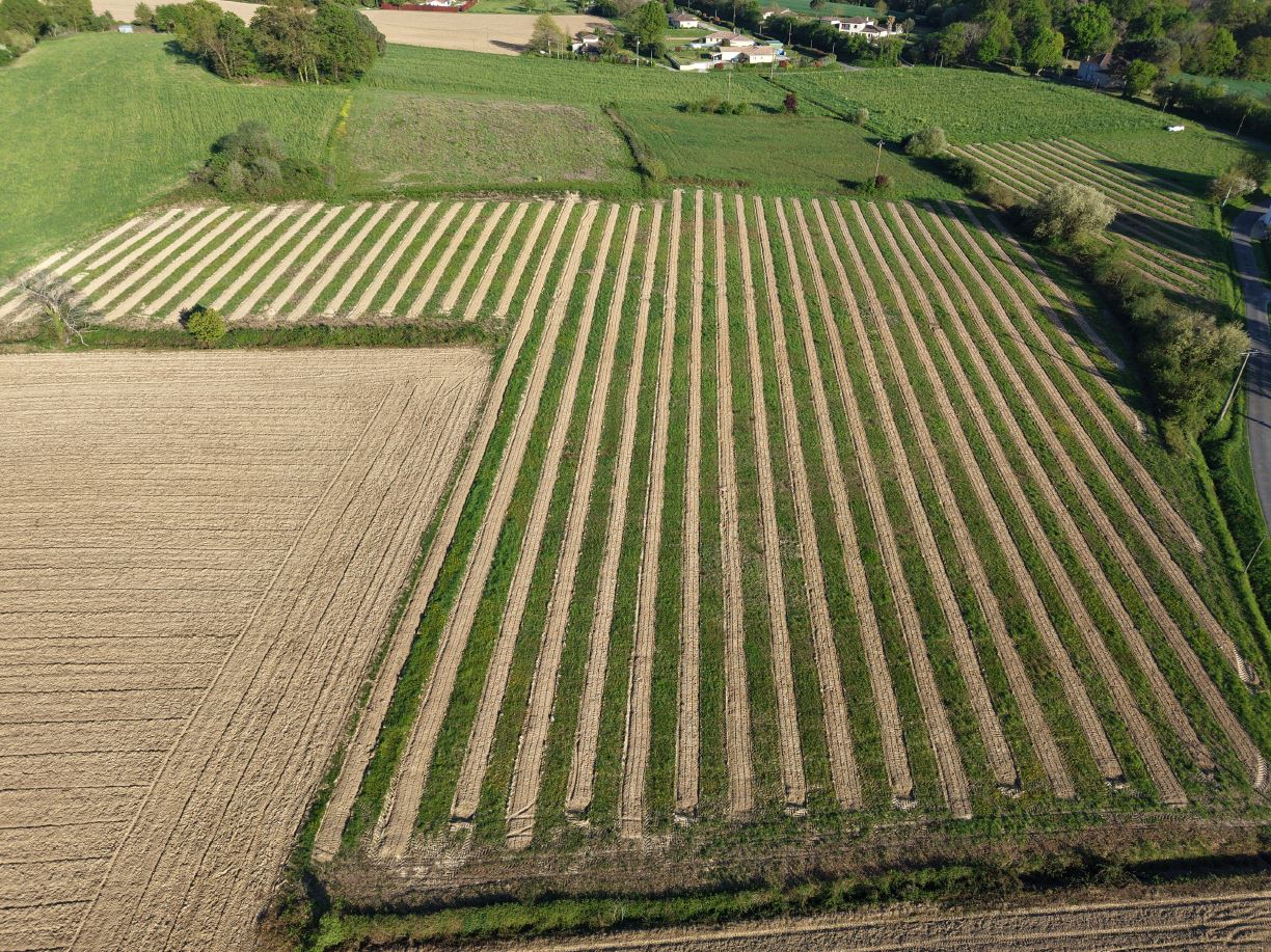 New afforestation of 2.56 hectares in Sainte-Colombe
