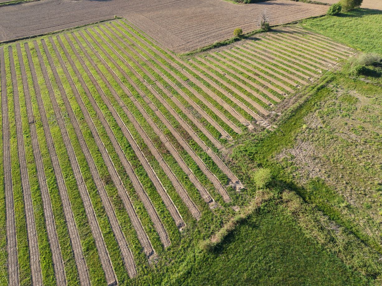 New afforestation of 2.56 hectares in Sainte-Colombe — 2