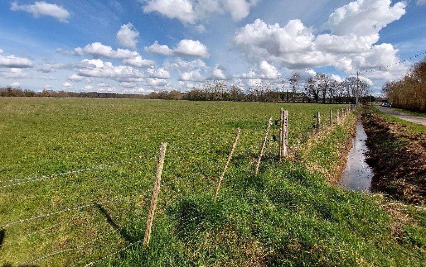 New afforestation in Saint-Philbert-du-Peuple