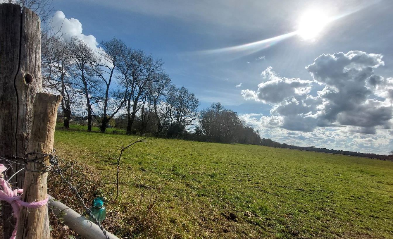 New afforestation in Saint-Philbert-du-Peuple — 2
