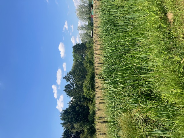 Nouveau boisement diversifié à Aire-sur-la-Lys — 2