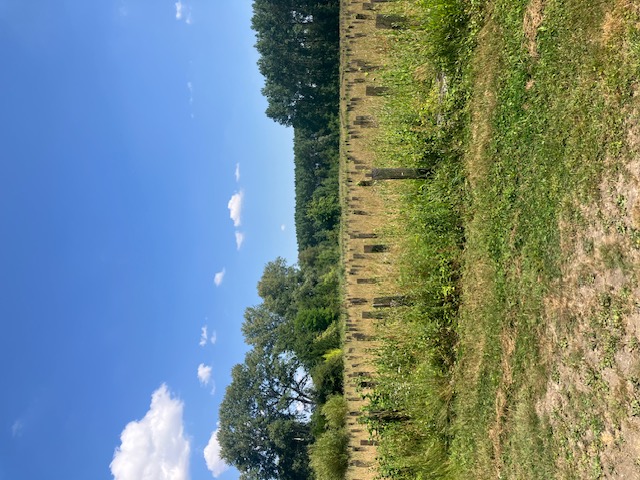 Nouveau boisement diversifié à Aire-sur-la-Lys — 1
