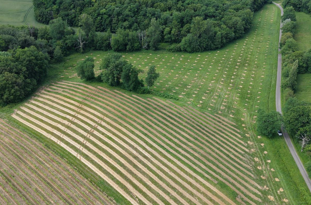 Nouveau boisement de 15,1 hectares à Parleboscq — 2