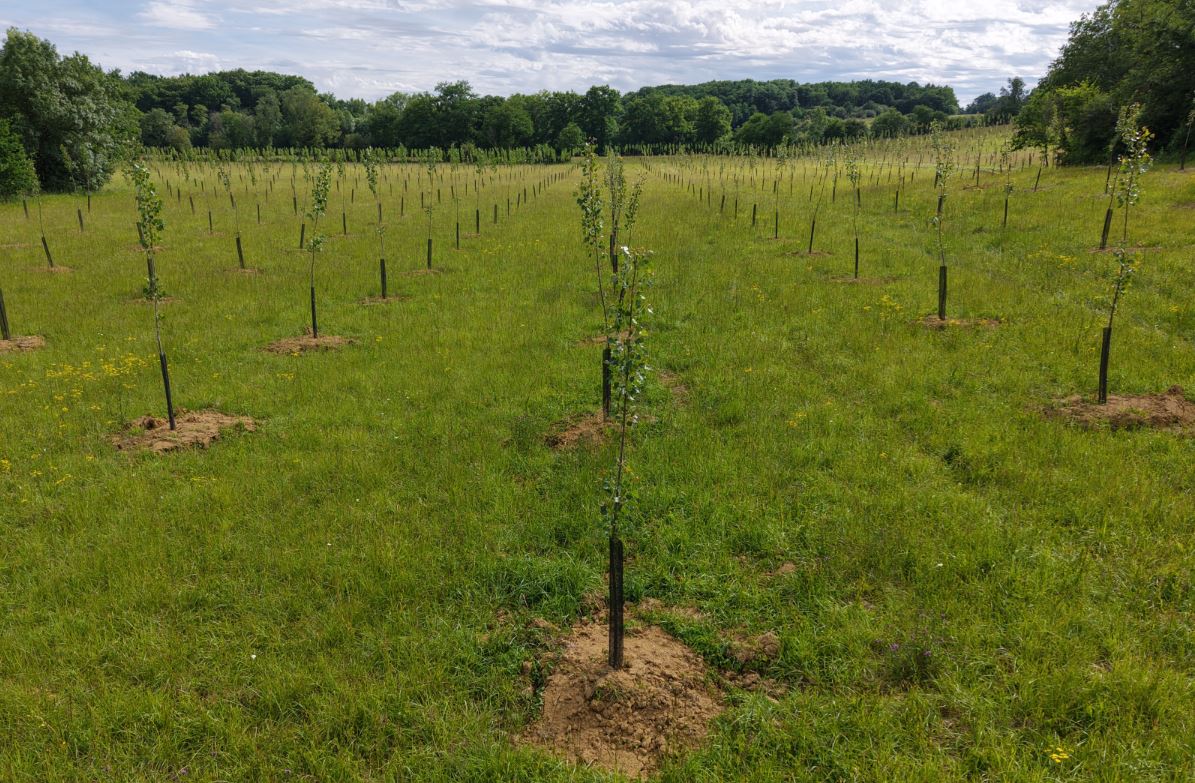 Nouveau boisement de 15,1 hectares à Parleboscq
