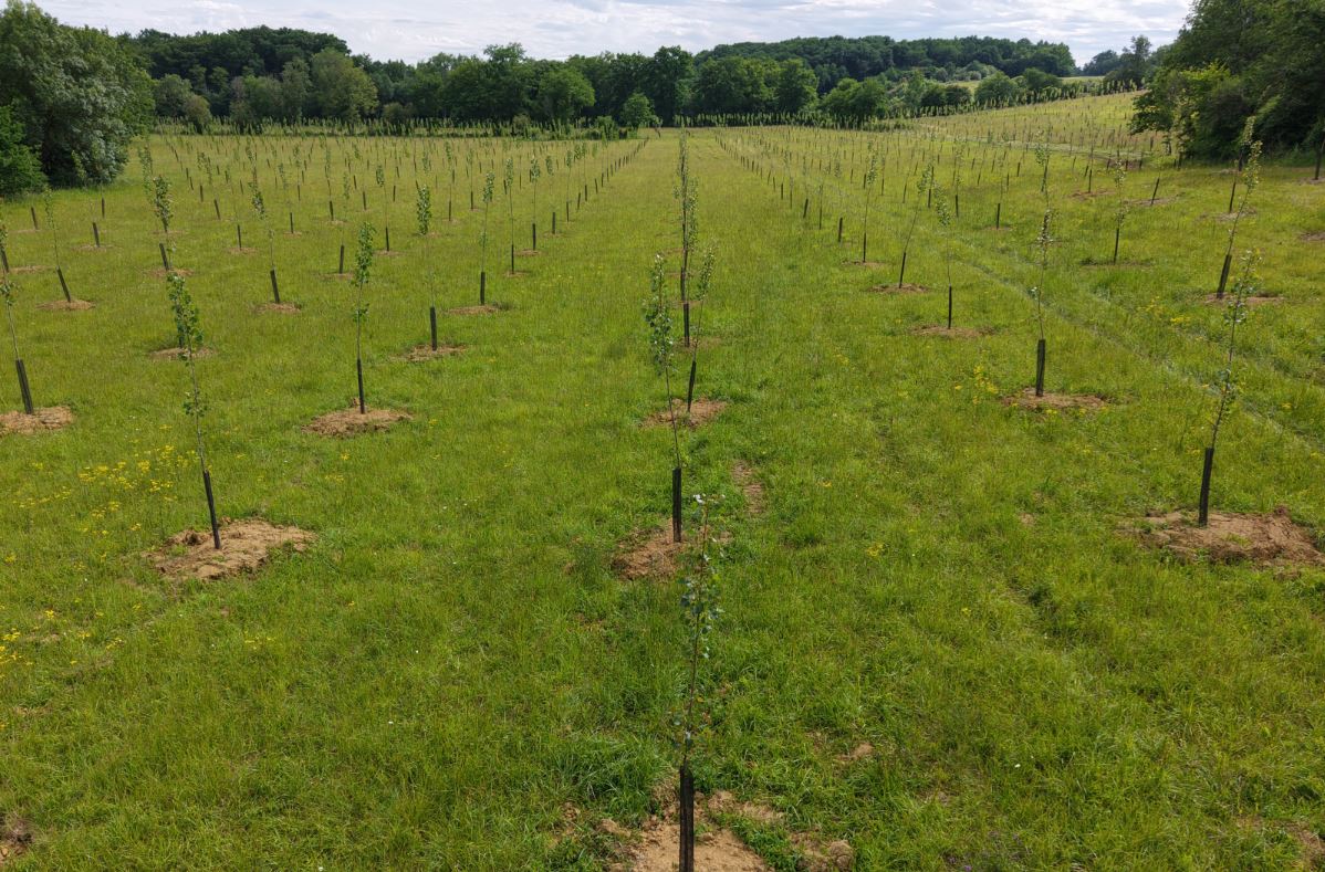 Nouveau boisement de 15,1 hectares à Parleboscq — 1