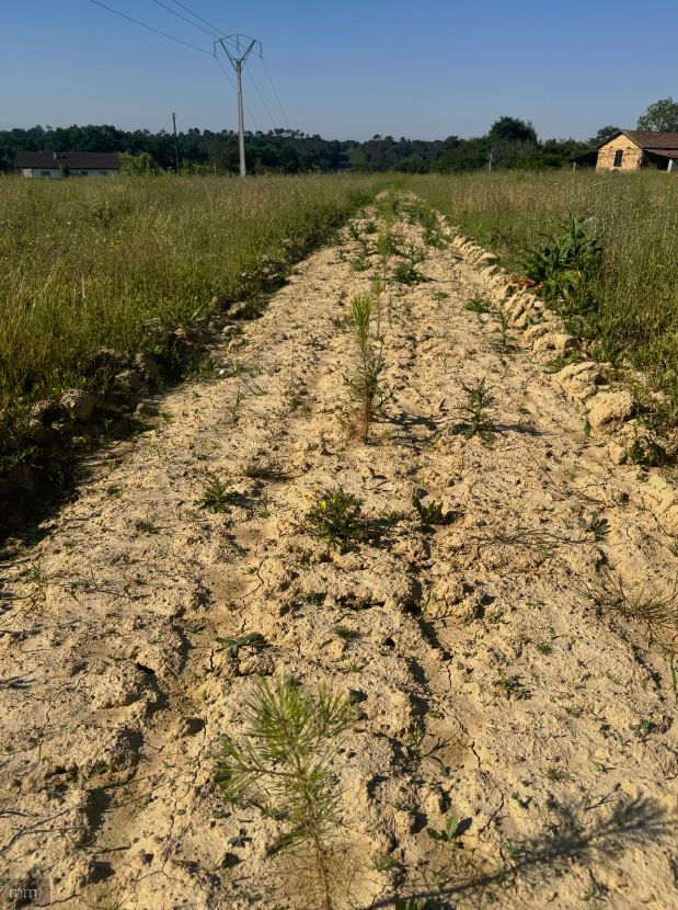 Création de 7,65 hectares de forêts à Sainte-Colombe — 1