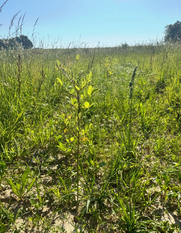 Création de 7,65 hectares de forêts à Sainte-Colombe — 2