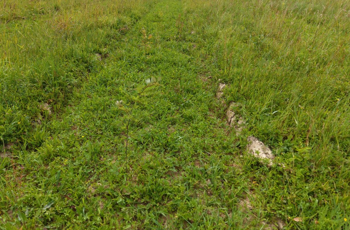 Forest expansion in Labastide-Chalosse — 1