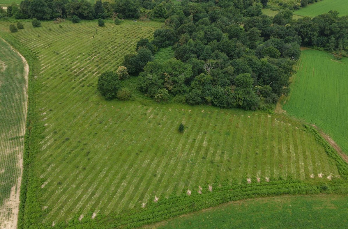 Forest expansion in Labastide-Chalosse