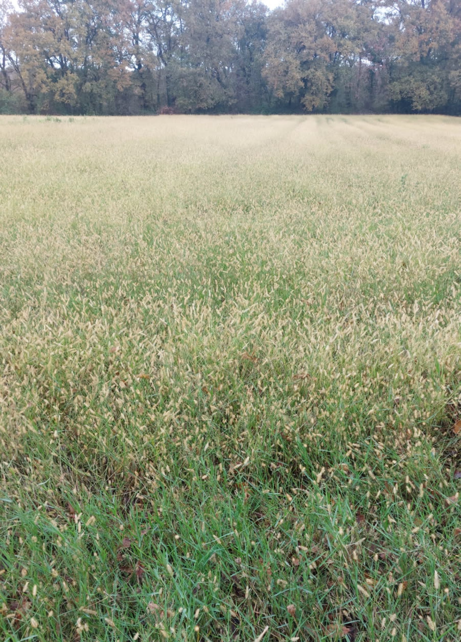 Extension de 7,28 hectares d'une forêt à Eugénie-les-Bains — 2