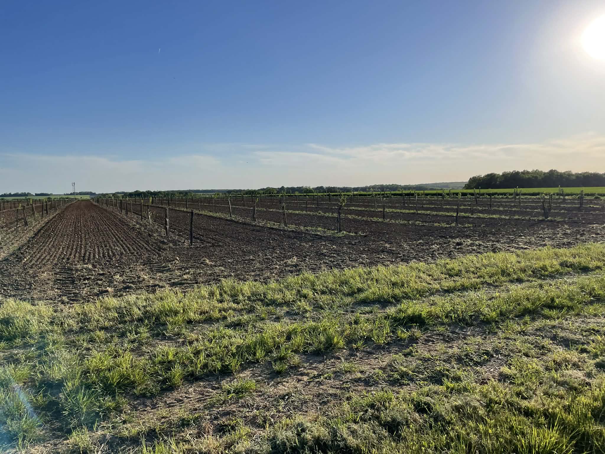 Expansion of an organic orchard in the Eure — 1