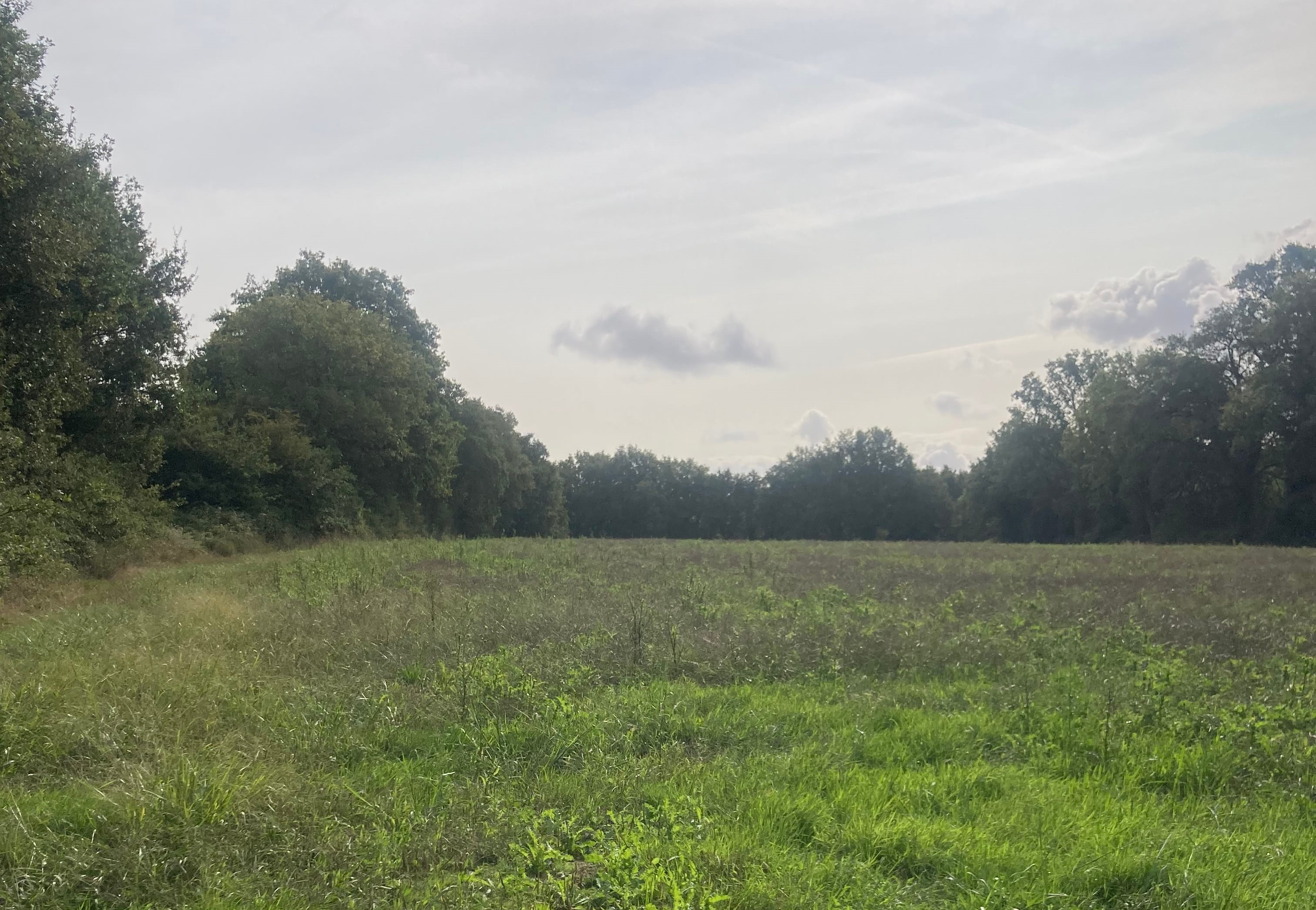 Extension de 3,87 hectares d'une forêt en Vendée
