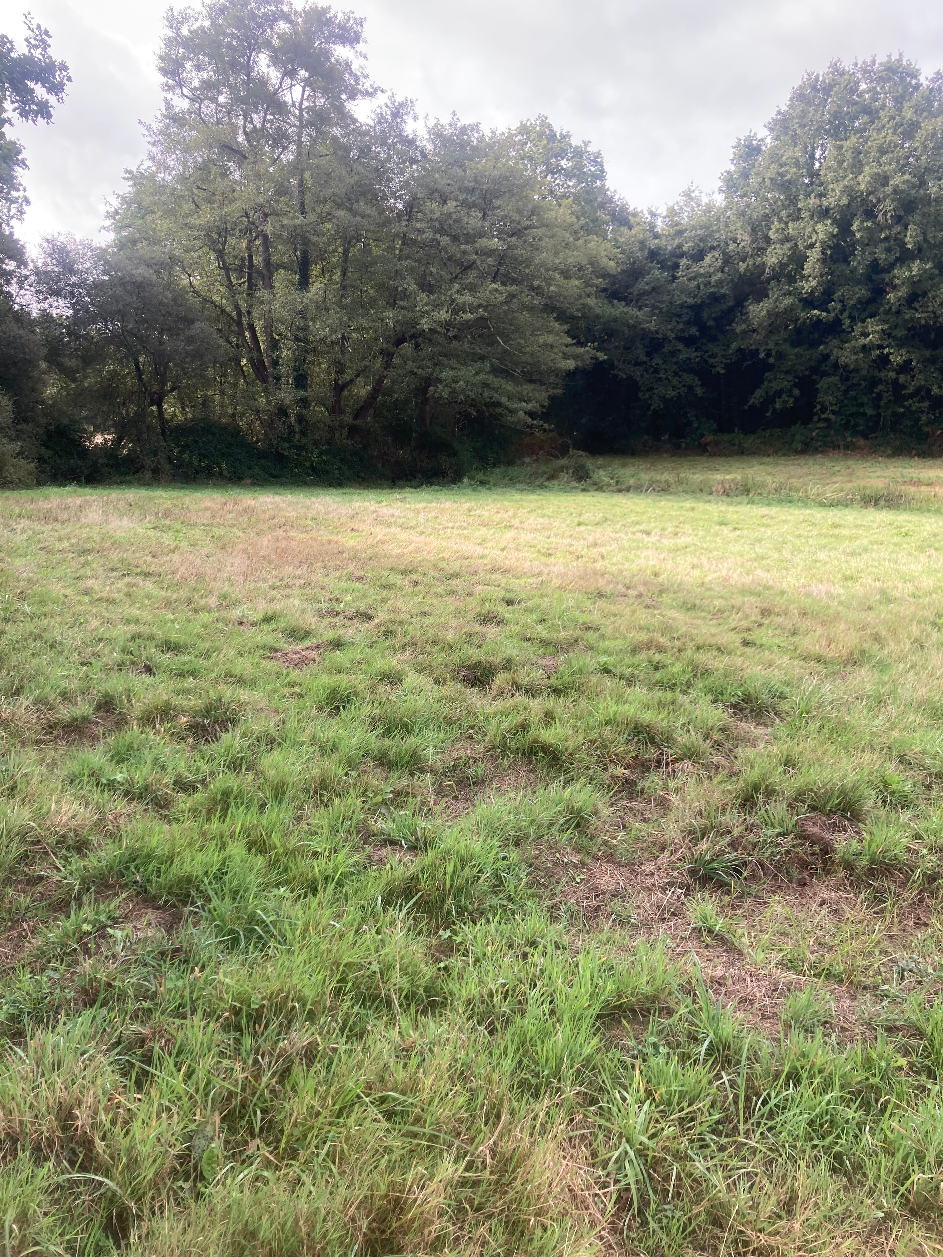 Extension de 3,87 hectares d'une forêt en Vendée — 2