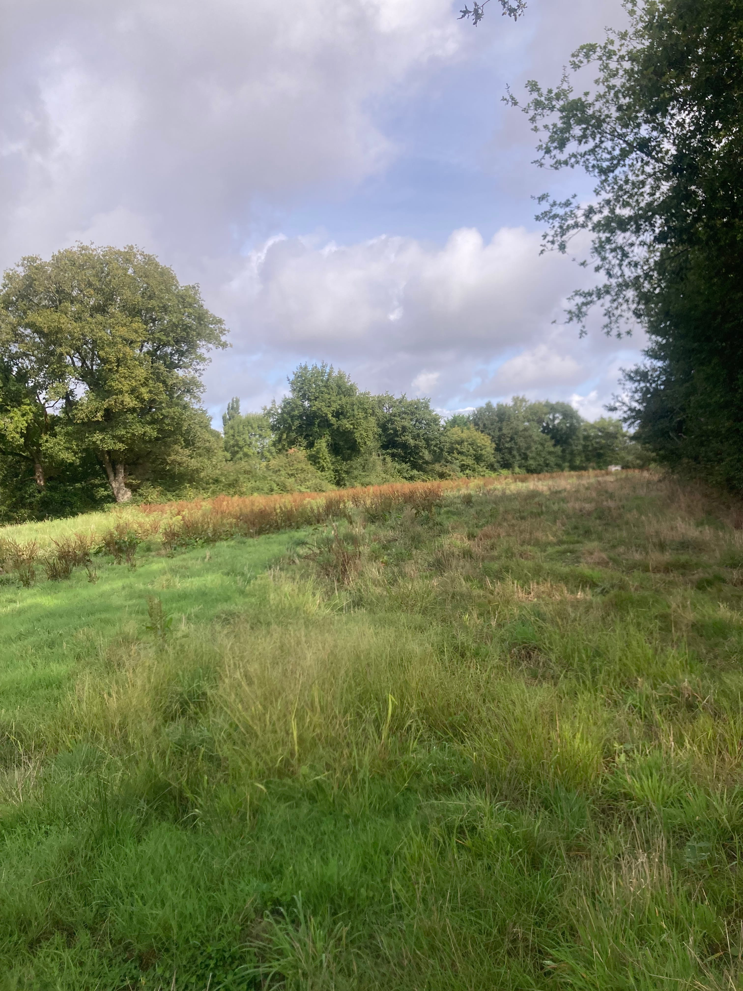 Extension de 3,87 hectares d'une forêt en Vendée — 1