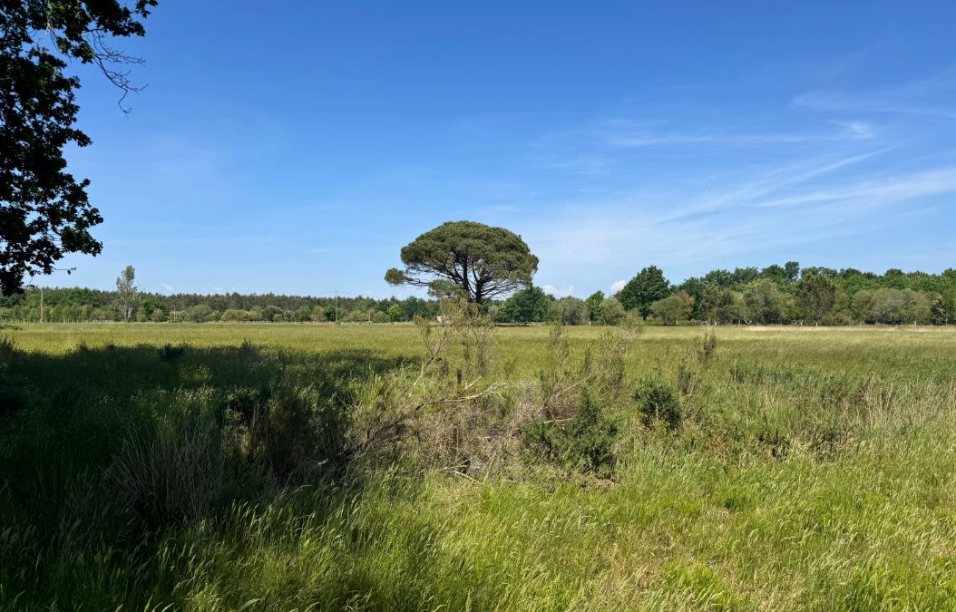 Boisement de 2,88 hectares à Naujac-sur-Mer