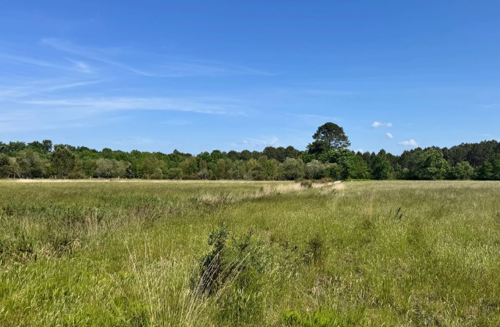 Boisement de 2,88 hectares à Naujac-sur-Mer — 1