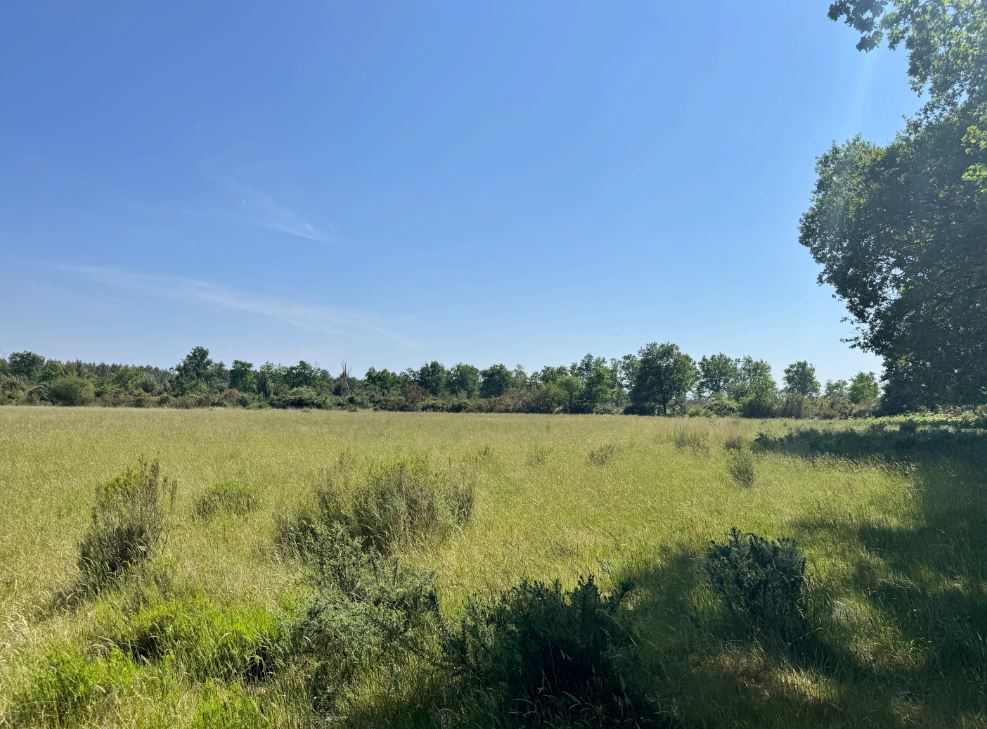 Boisement de 2,88 hectares à Naujac-sur-Mer — 2