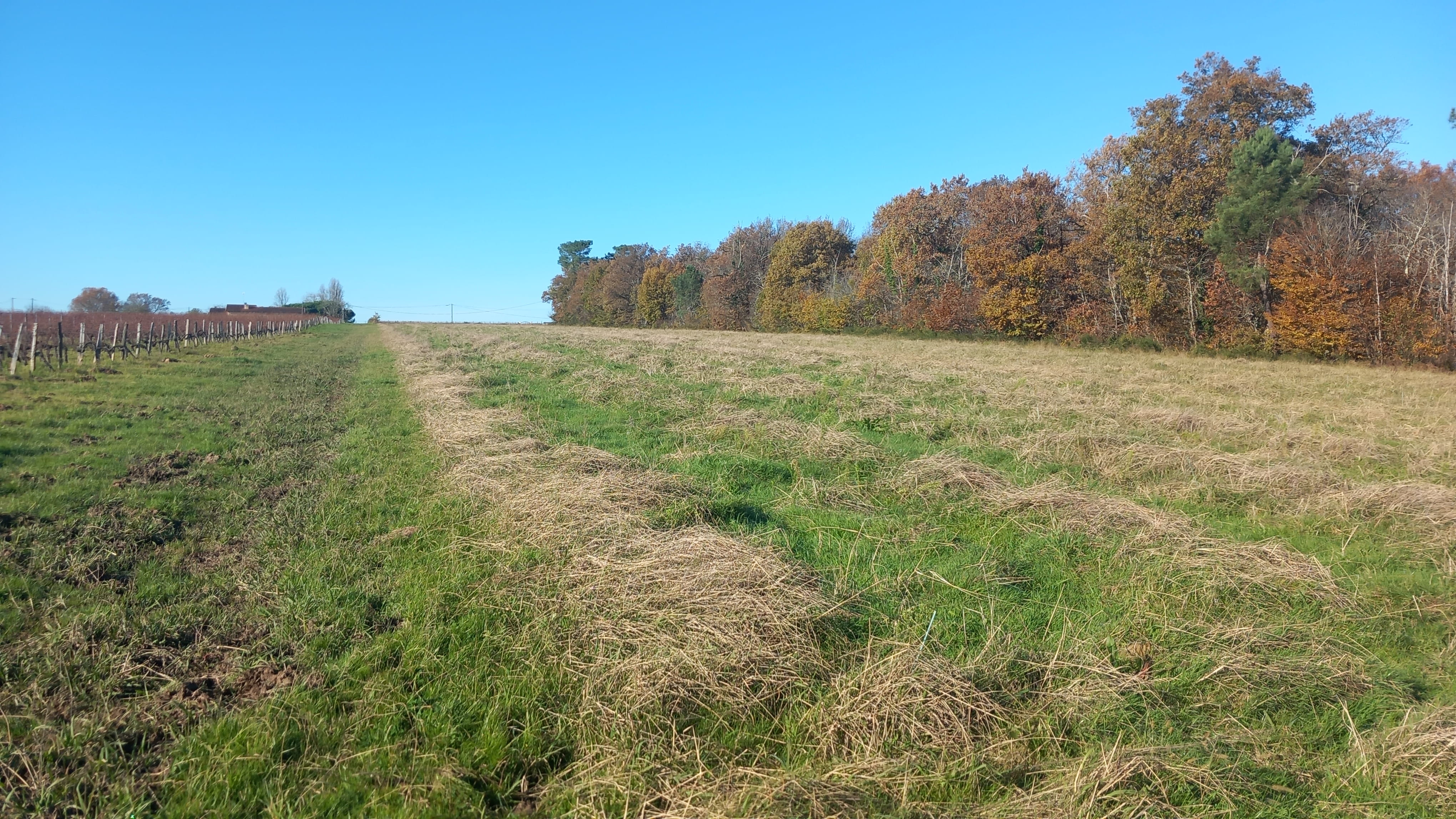 Afforestation of 20.94 hectares of former vineyards in Targon