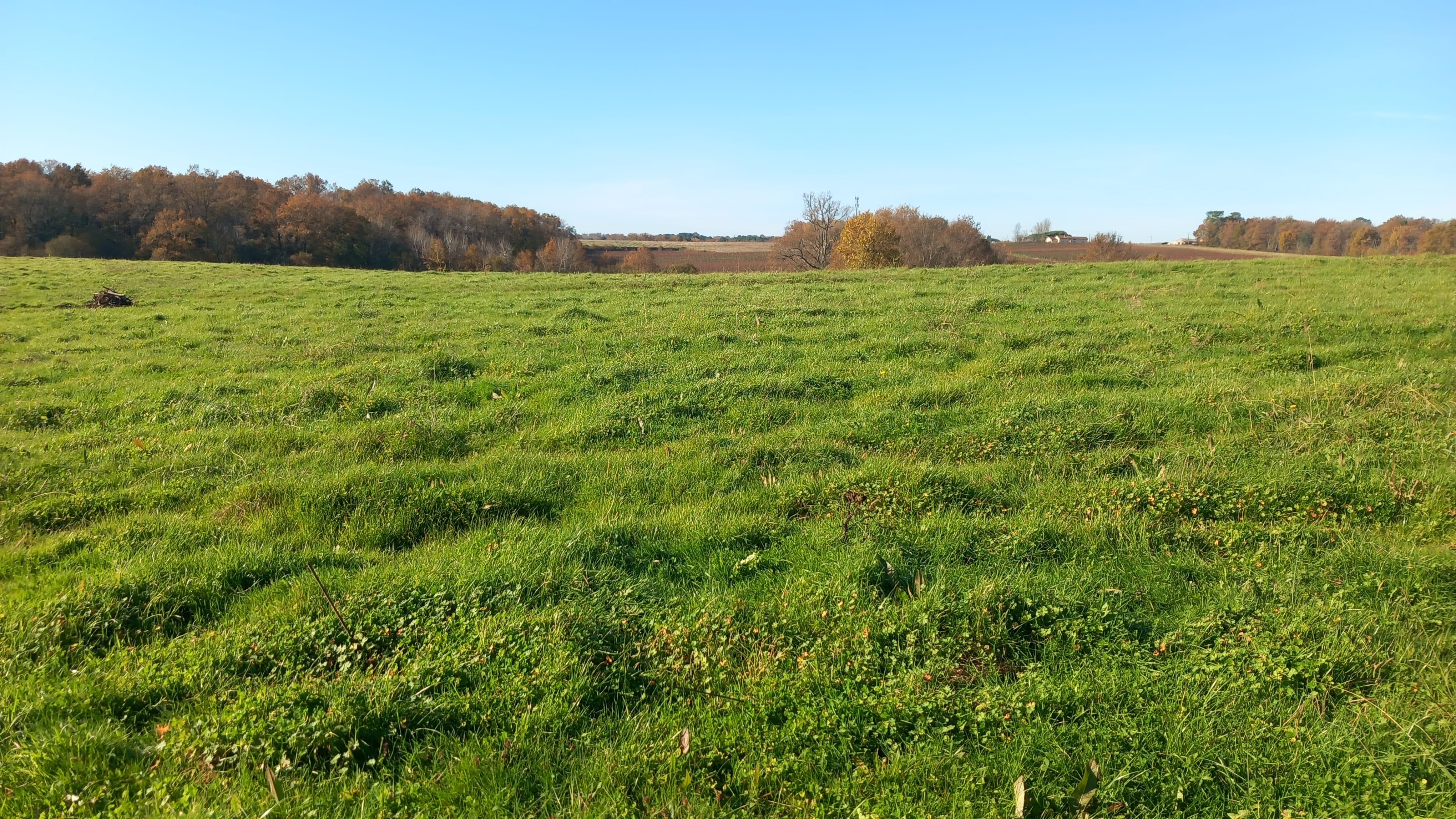 Afforestation of 20.94 hectares of former vineyards in Targon — 1